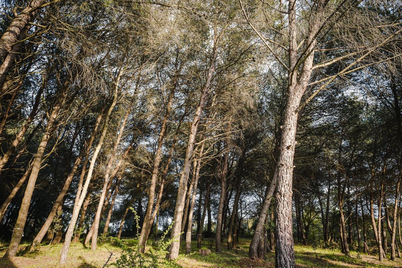 Ad Un Passo Da Cisternino - Trulli Con Foresta, Bici E Barbecue Dış mekan fotoğraf